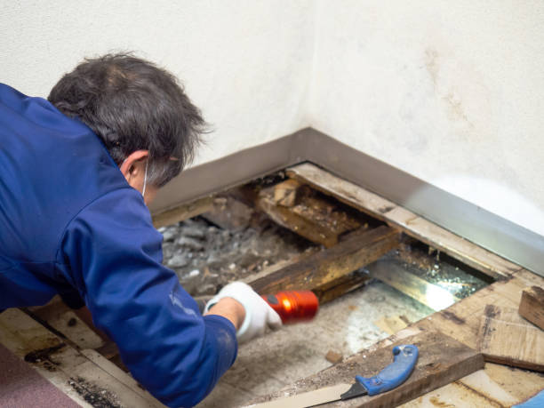 Best Emergency Mold Removal  in Underwood, IA