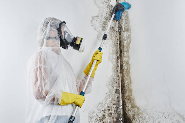Best Mold Remediation  in Underwood, IA