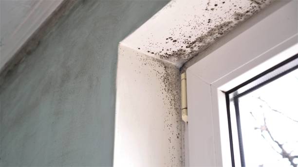 Best Professional Mold Removal  in Underwood, IA