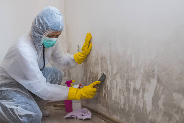 Best Attic Mold Removal  in Underwood, IA