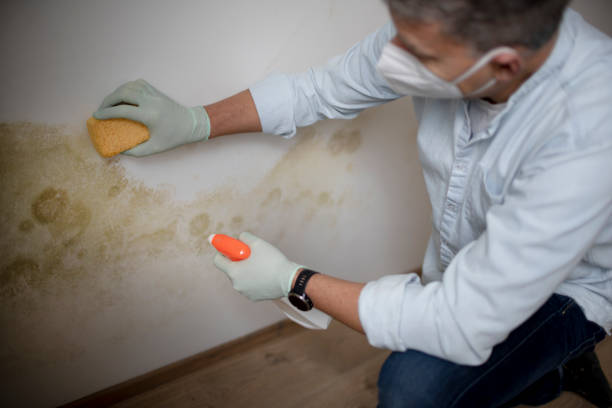 Best Residential Mold Removal  in Underwood, IA