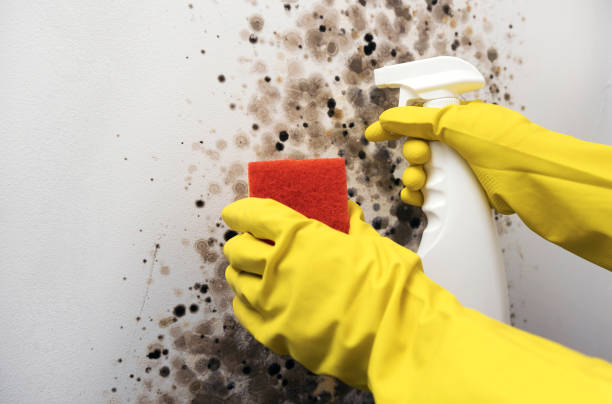 Best Mold Testing  in Underwood, IA