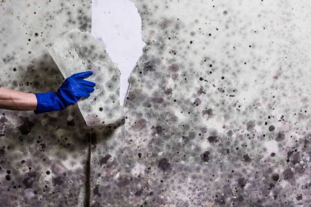 Best Toxic Mold Removal  in Underwood, IA