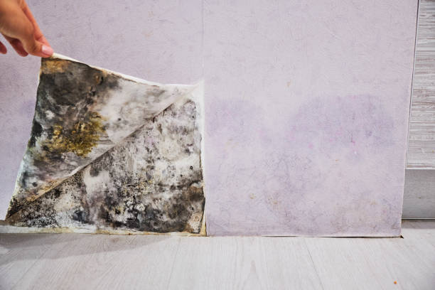 Best Fast Mold Removal  in Underwood, IA